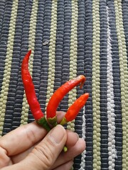Hand Holding Three Red Chili Peppers