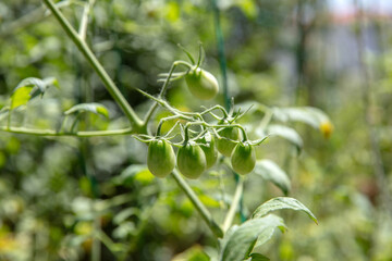 Close-up view of unripe green tomatoes growing upon the vine under bright sunlight within a lush garden