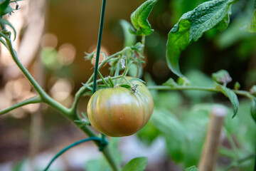 Unripe tomato hanging upon the garden vine under soft sunlight, surrounded by green leaves and blurred background