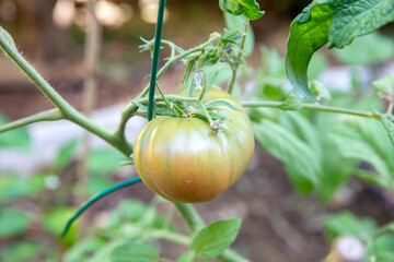 Unripe tomato hanging upon the garden vine under soft daylight, showing early ripening stages and fresh green leaves