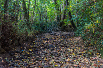 Dry stream in a hot summer