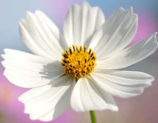 Close up of a white flower with a yellow center, against a blurred, colorful background