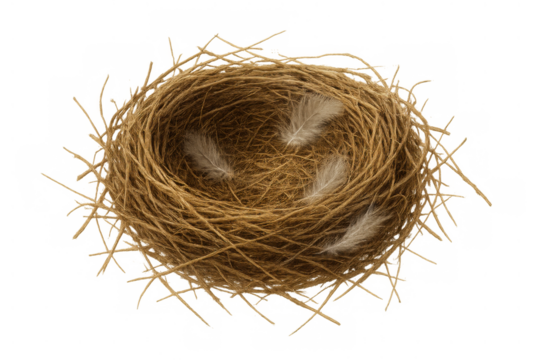 Bird's nest crafted from twigs and straw, containing soft feathers, representing nature, home, and new beginnings