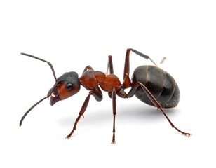 Fototapeta premium Close up of an ant with a red body and black head, against a plain white backdrop
