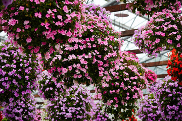 flowers in a garden, flowers