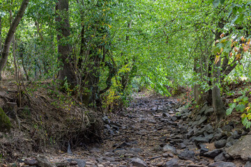 Dry stream in a hot summer