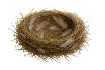 Bird's nest crafted from twigs and straw, softly lined with feathers, symbolizing home, new life, and spring on transparent background