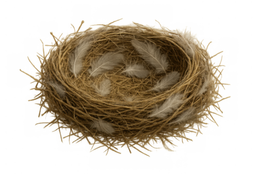 Bird's nest crafted from twigs and straw, softly lined with feathers, symbolizing home, new life, and spring on transparent background