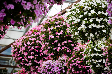 flowers in a garden, flowers