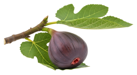 A ripe purple fig on a branch with green leaves, isolated on transparent background