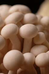 White Shimeji Mushroom is a species of edible mushroom, Hypsizygus tessellatus , native to East Asia.