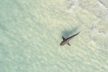 Aerial View of Shark Swimming in Clear Blue Ocean Water
