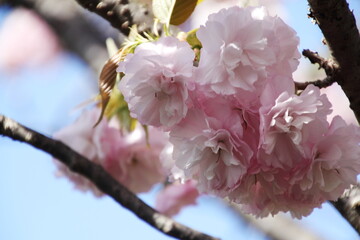 晴れた日に咲く満開の八重桜