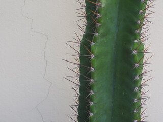 Big cactus in a pot placed against a white house wall for a minimalist and natural background. Perfect for home decor, modern lifestyle