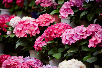 Fototapeta premium flowers in a garden