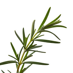 Fototapeta premium A sprig of fresh rosemary with green leaves isolated on transparent background