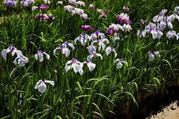 Fototapeta premium wild flowers in the garden