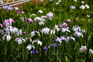 Fototapeta premium wild flowers in the garden