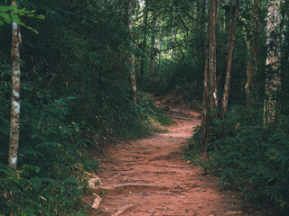 Fototapeta premium A peaceful hiking trail leading deep into a lush green rainforest during the rainy season. Mist rises between the trees, and wet soil glistens under soft light. Perfect for concepts of adventure