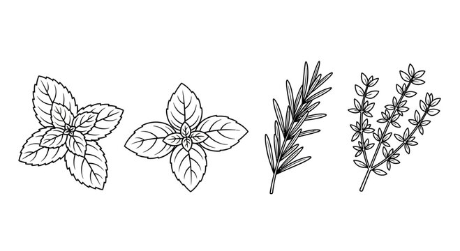 Outline drawing of fresh culinary herbs: basil, mint, rosemary, and thyme, perfect for adding a touch of garden freshness to your next project