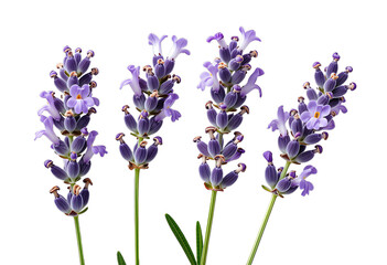 Obraz premium Four Lavender Flower Stems with Purple Blooms Isolated on Transparent Background