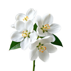 Obraz premium Four pristine white blossoms with vibrant yellow stamens isolated on transparent background