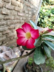 pink flower in garden