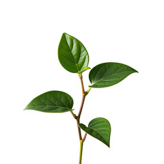 Fototapeta premium Fresh Green Leafy Stem with Vibrant Natural Texture Isolated on Transparent Background