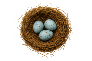 Bird's nest holding three speckled blue robin eggs representing new life, spring, hope, and family future on transparent background
