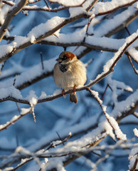 A bird is sitting on a branch covered in snow