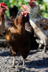 A brown chicken with a red head stands in a muddy field