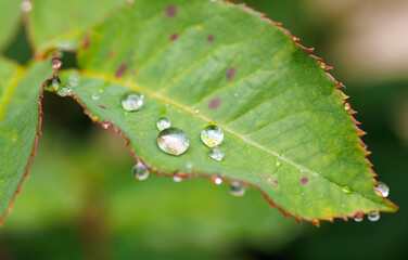 A leaf with water droplets on it
