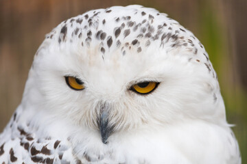Obraz premium A white owl with yellow eyes