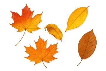 Fototapeta premium Autumn leaves falling, collection of colorful maple and deciduous foliage, transparent background for seasonal designs