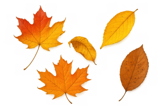 Autumn leaves falling, collection of colorful maple and deciduous foliage, transparent background for seasonal designs