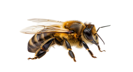 Detailed macro photograph of a honey bee isolated on transparent background