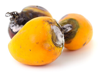 Rotten yellow tomatoes with mold isolated on white background