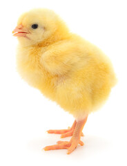 Yellow broiler chick isolated on white background