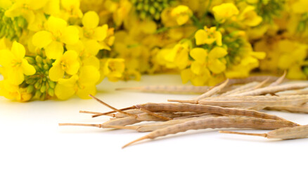 Rapeseed pods and yellow flowers on white background
