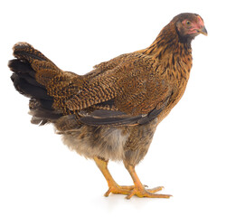 Brown chicken isolated on white background