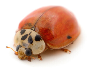 Red ladybug without spots isolated on white background macro
