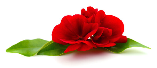 Red geranium flowers with green leaves isolated on white background