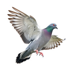 Obraz premium Graceful Pigeon in Flight with Spread Wings