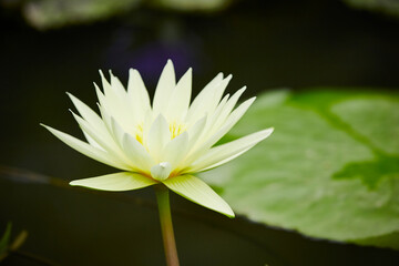 lotus in the pond