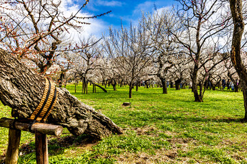 Fototapete bei efototapeten.de bestellen   