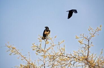 Obraz premium Pied Crow ,Corvus albus, in a tree in the african bush, daytime, wide angle sky panorama