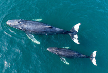 Obraz premium aerial view of whales in turquoise ocean water