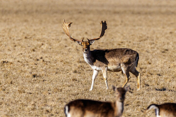 Damwild (Dama dama) © Rolf Müller