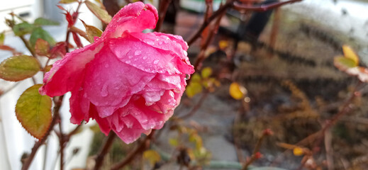 pink rose petals close up, with fresh rain water drops
