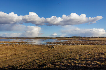 Kraniche (Grus grus)